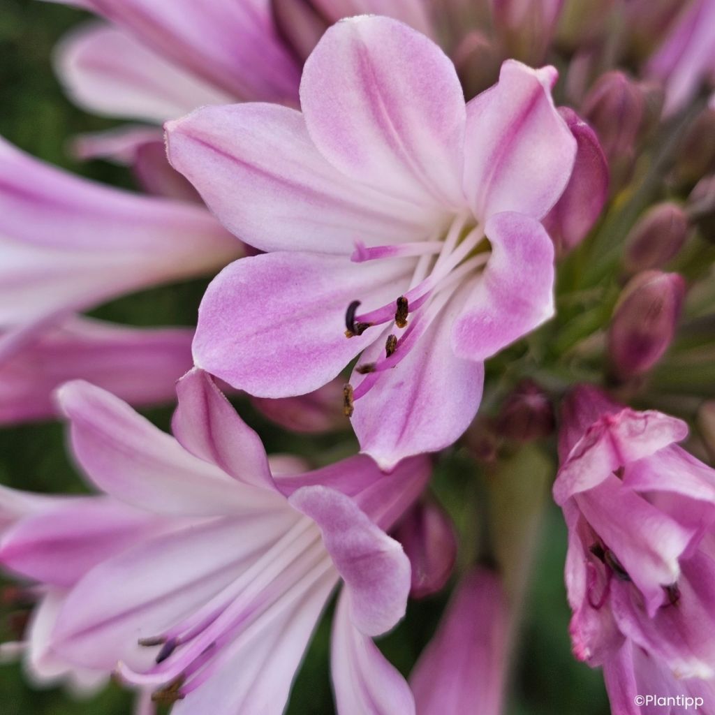 Agapanthus Poppin’® Pink - African lily