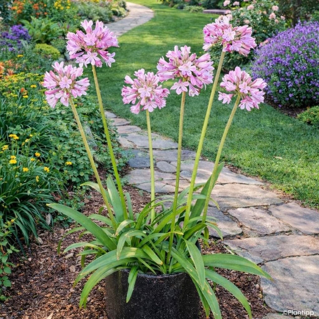Agapanthus Poppin’® Pink - African lily