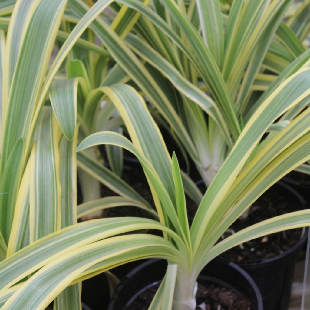 Agapanthus Zambezi