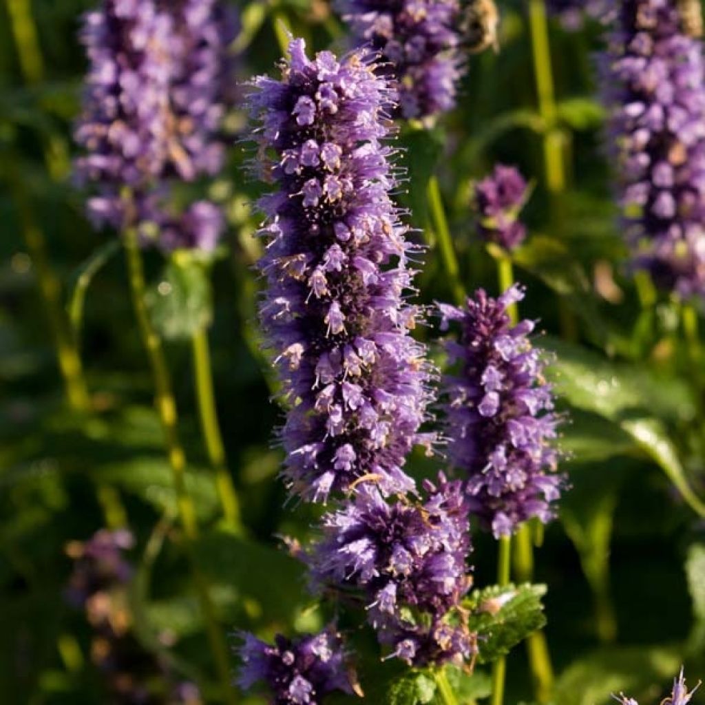 Agastache foeniculum Blackadder
