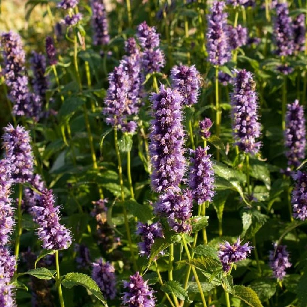 Agastache foeniculum Blackadder
