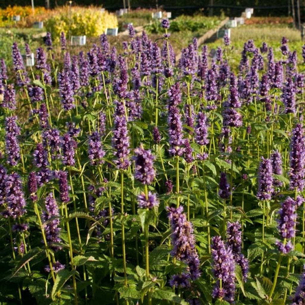 Agastache foeniculum Blackadder