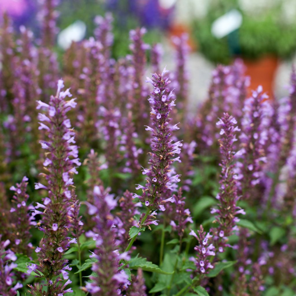 Agastache foeniculum Celestia™ - Anise hyssop