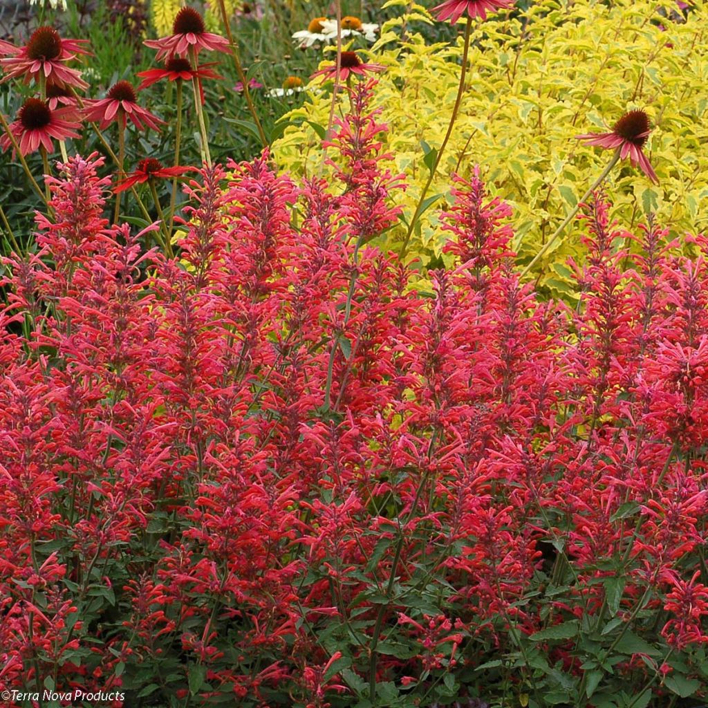 Agastache Kudos Coral
