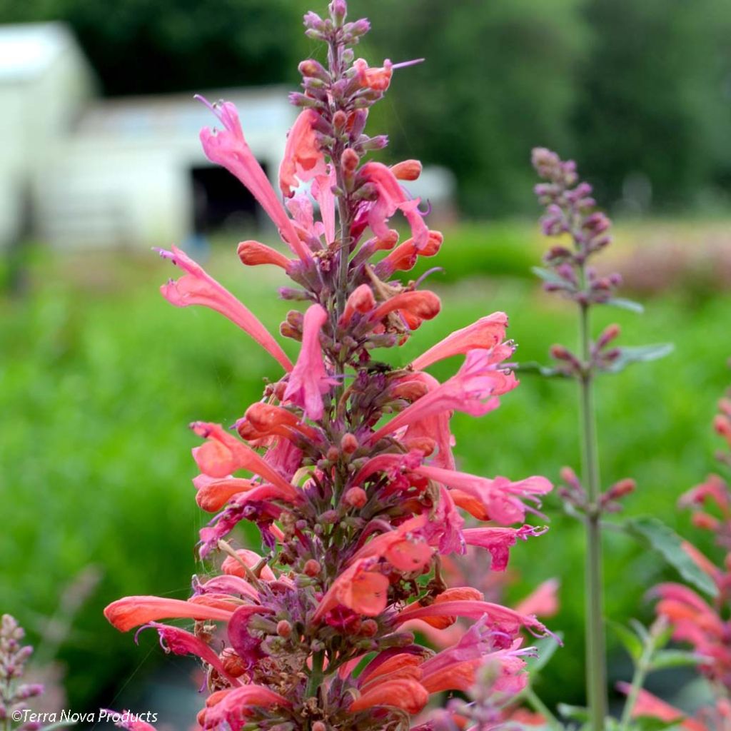 Agastache Kudos Coral