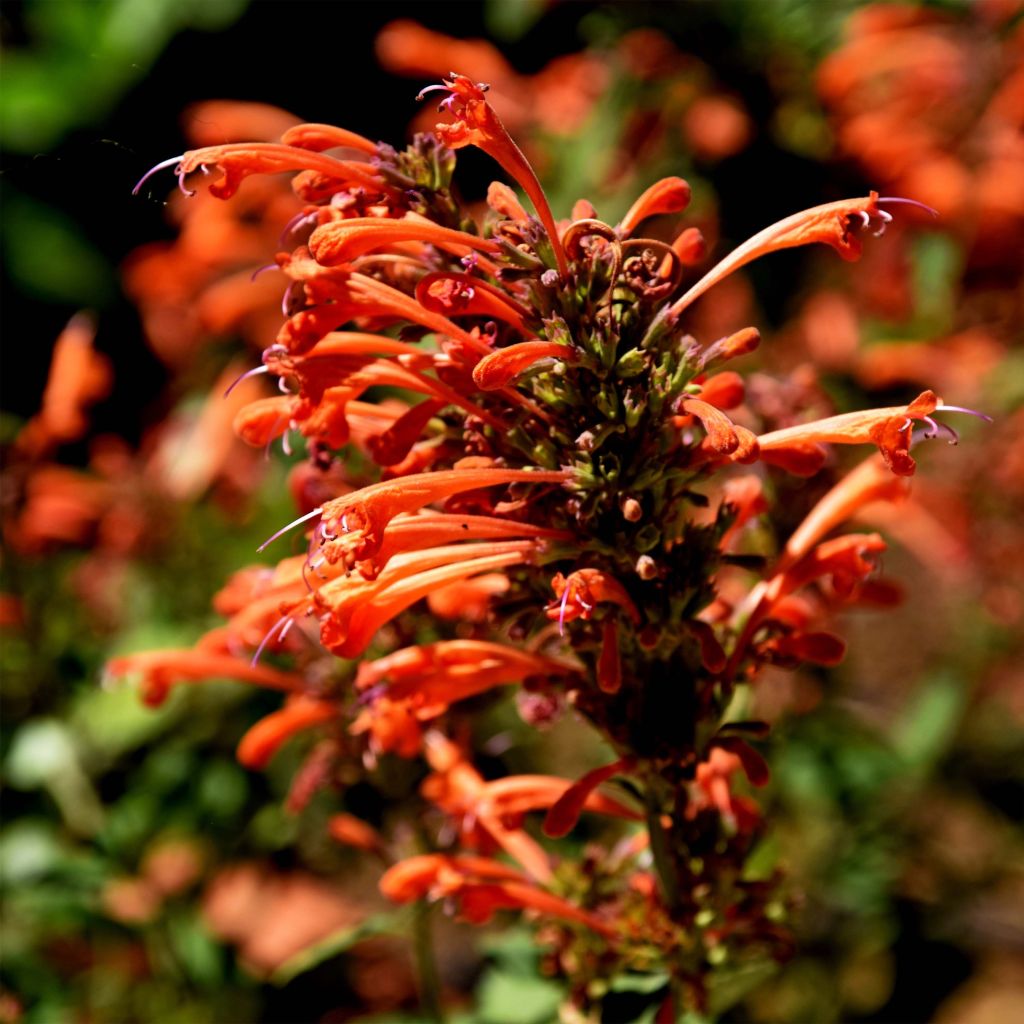 Agastache Kudos Mandarin