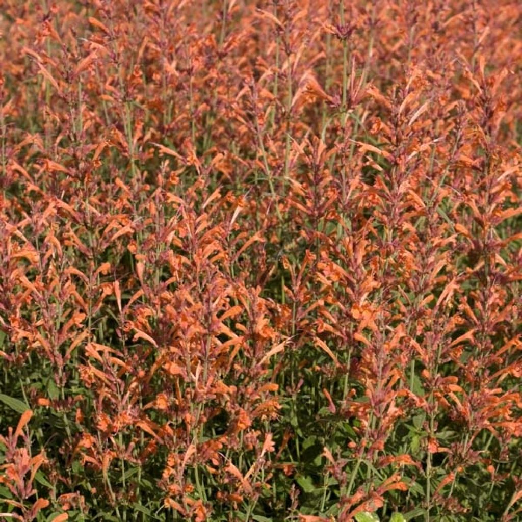 Agastache barberi Firebird