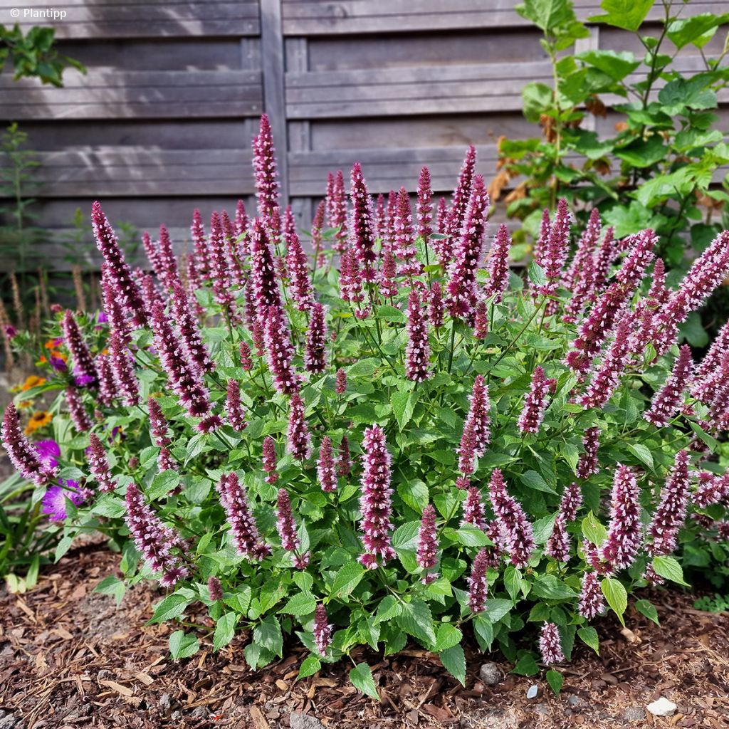 Agastache 'Agapk' Beelicious Pink - Agastache hybride