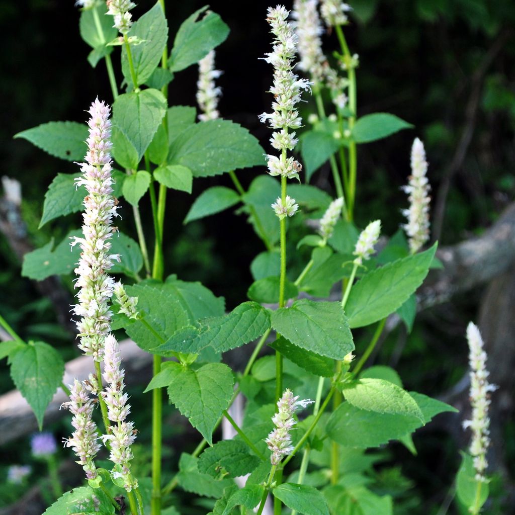 Agastache nepetoides Fuji no Yuki