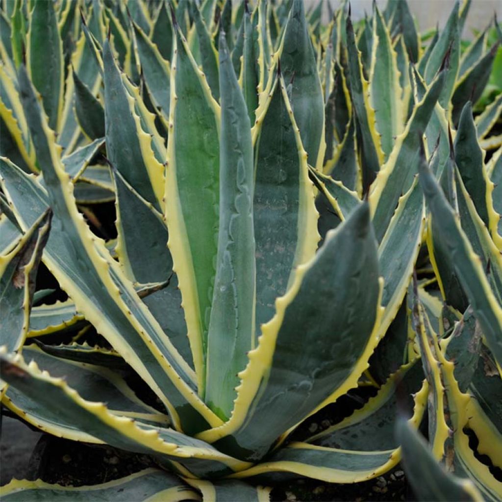 Agave americana Variegata - American Agave