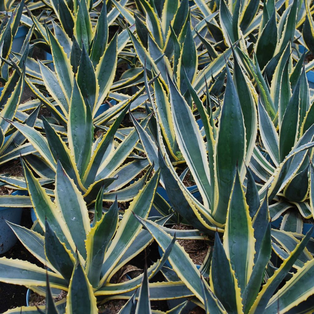 Agave americana Variegata - American Agave
