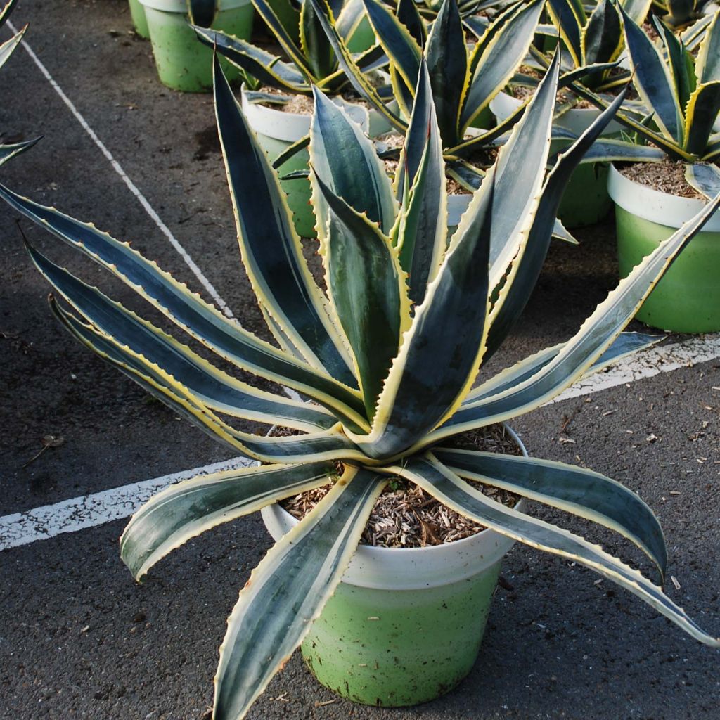 Agave americana Variegata - American Agave