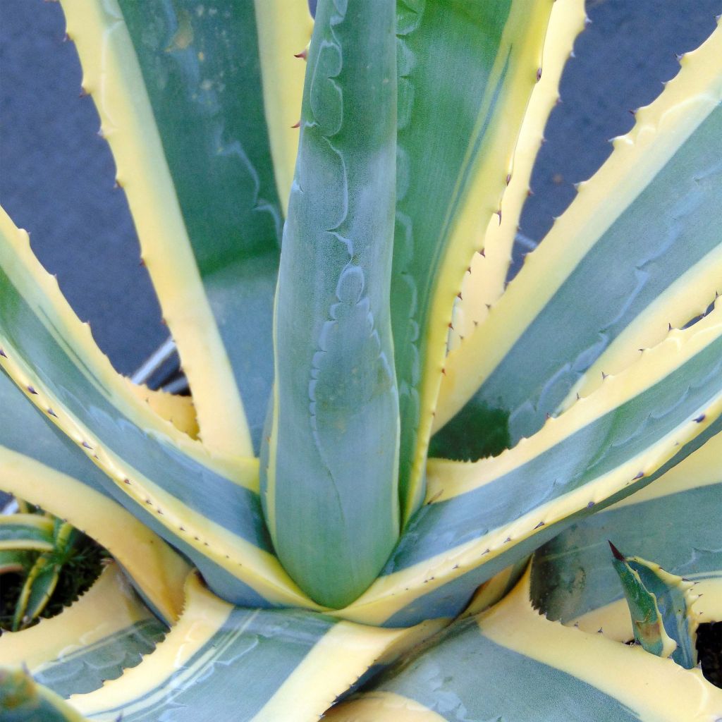 Agave americana Variegata - American Agave