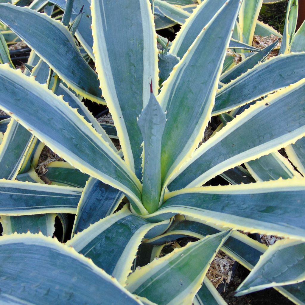 Agave americana Variegata - American Agave