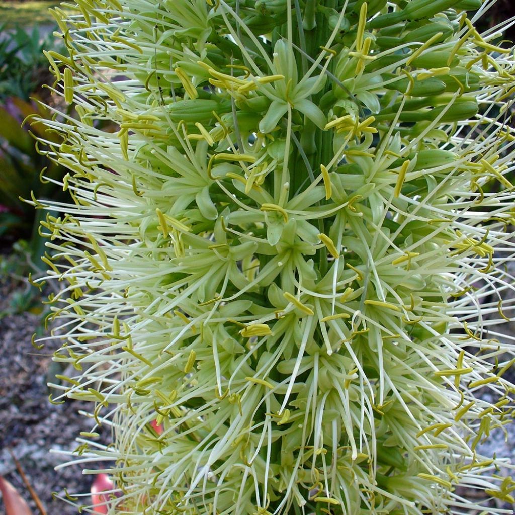 Agave attenuata