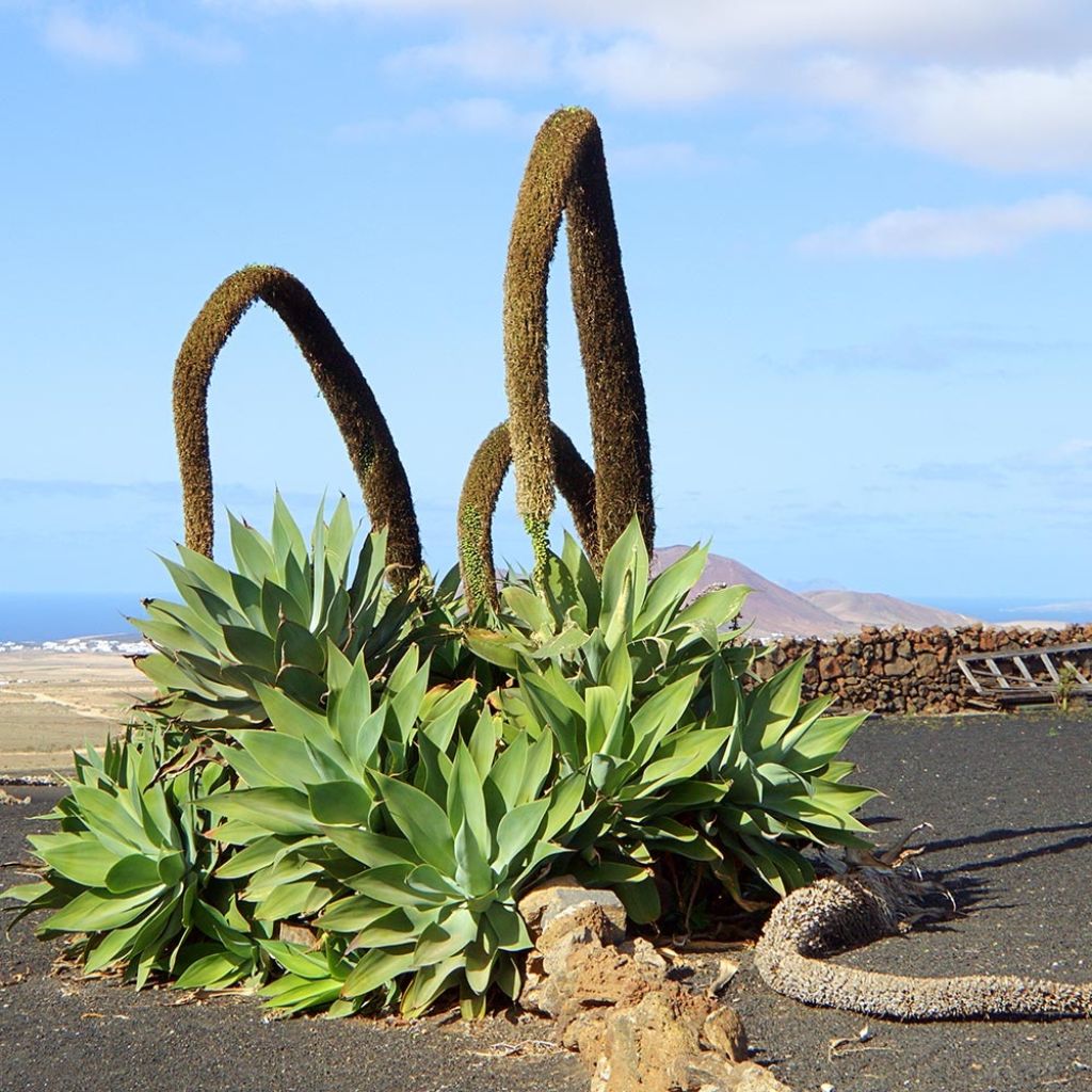 Agave attenuata