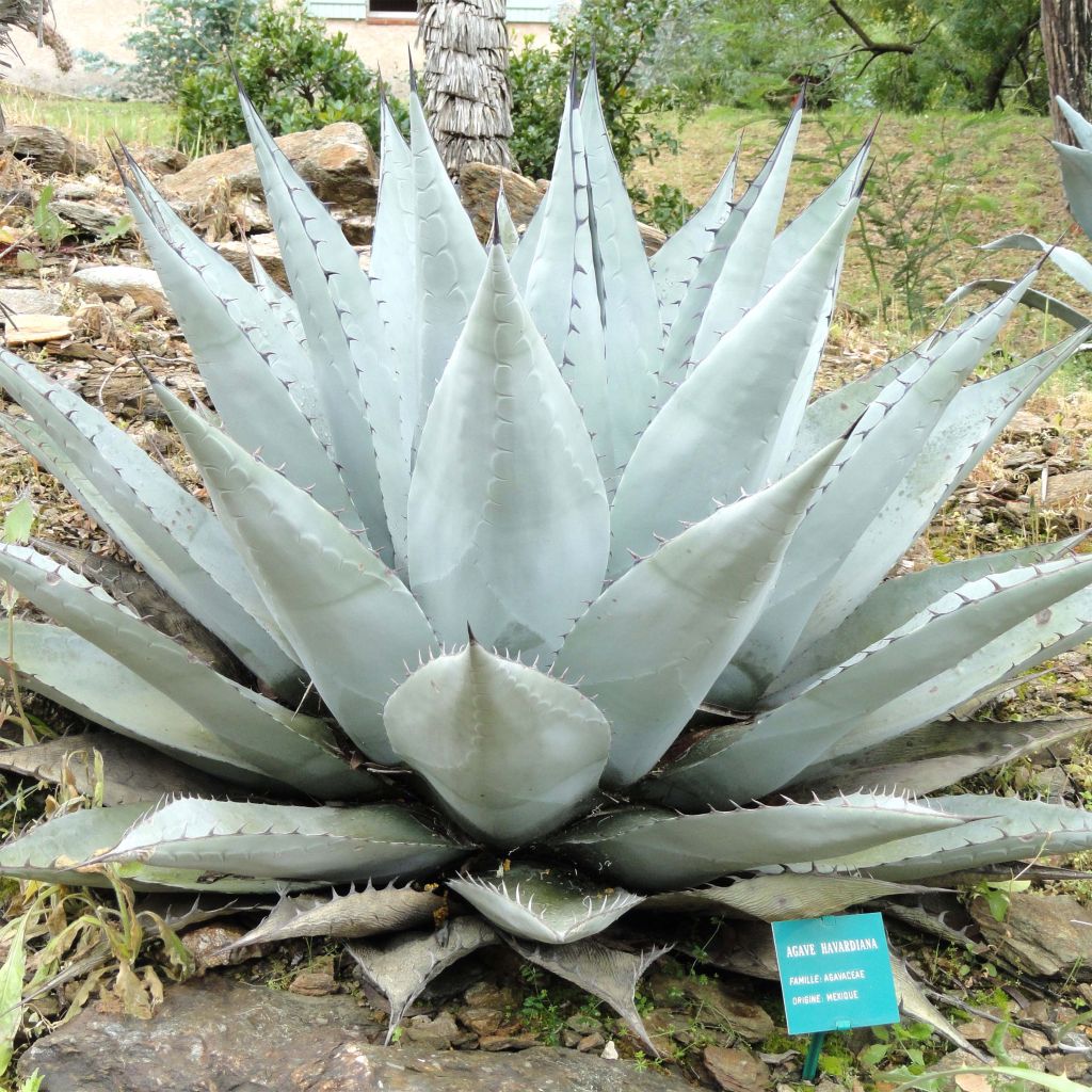 Agave havardiana