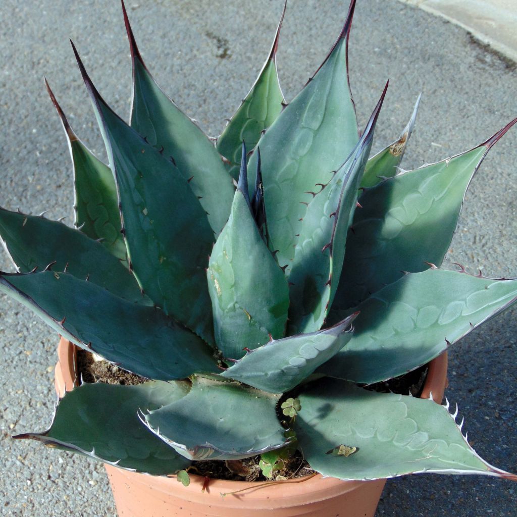 Agave havardiana