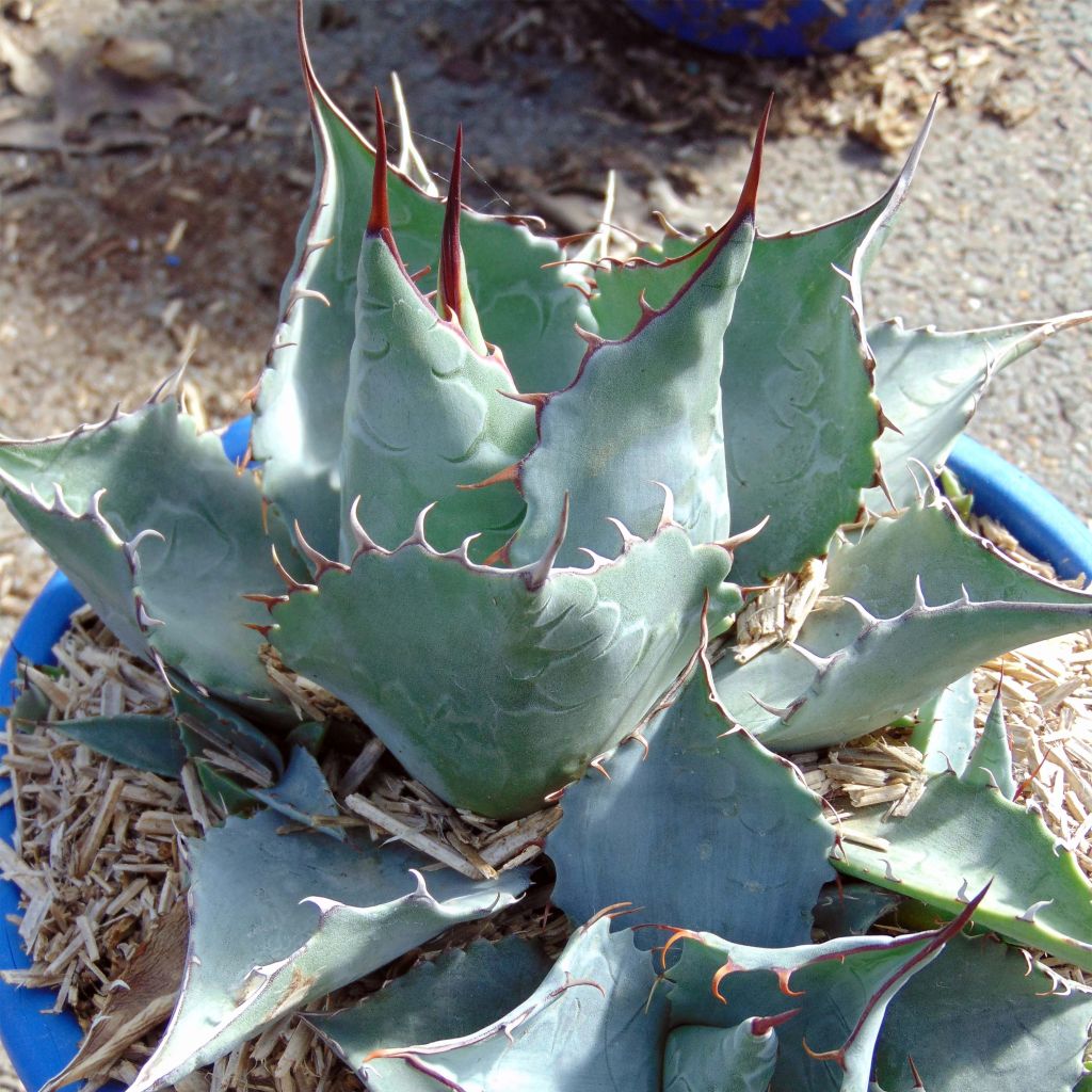 Agave potatorum var. verschaffeltii