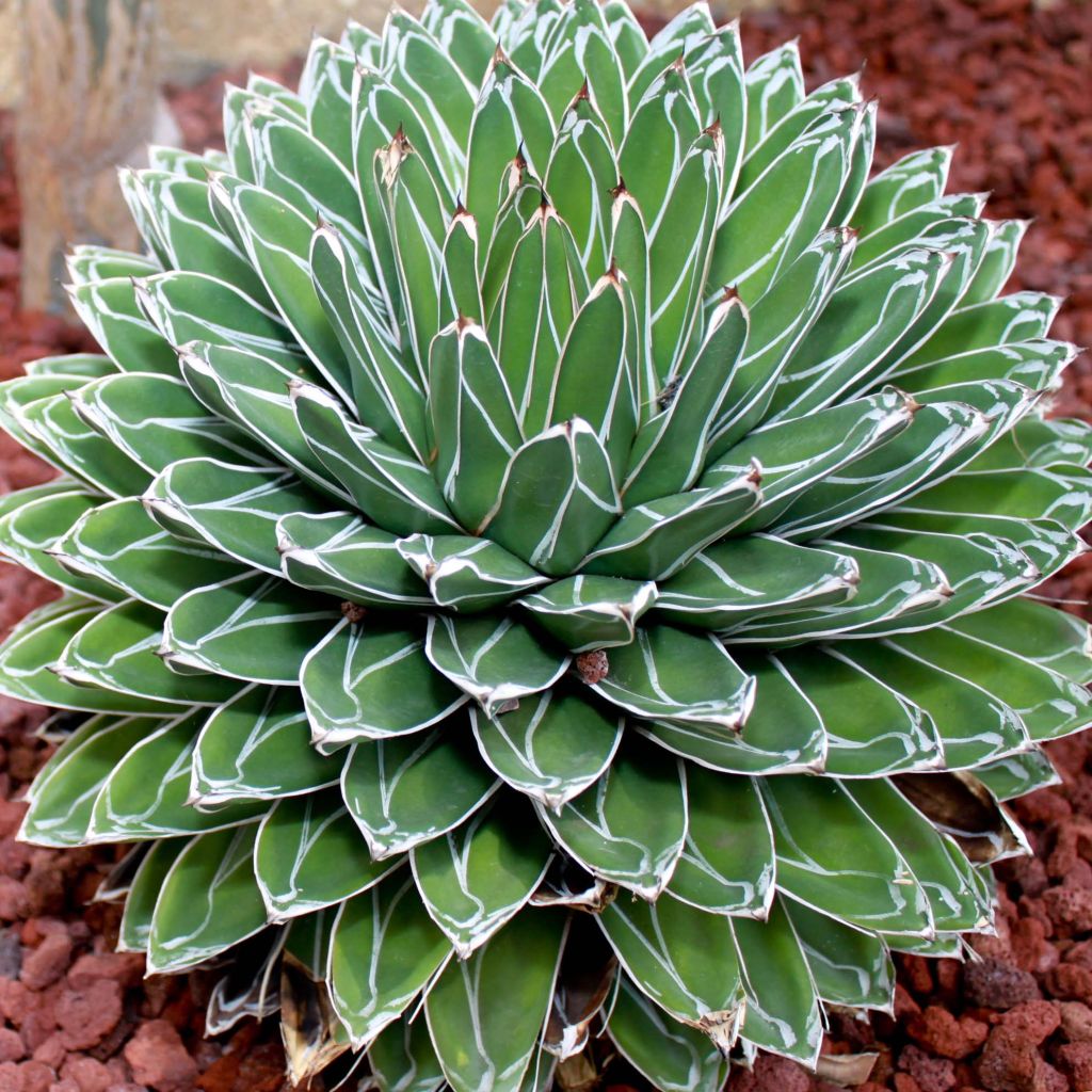 Agave victoriae reginae - Queen Victorias Agave