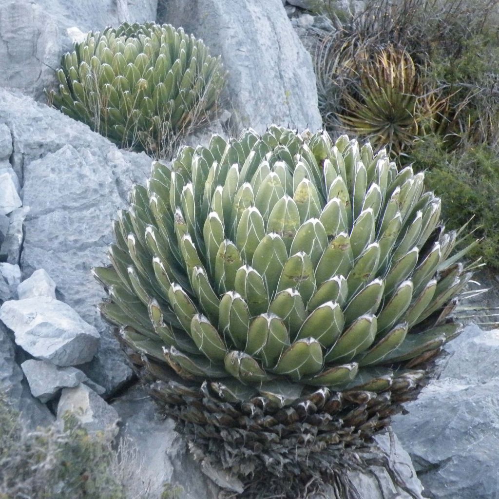 Agave victoriae reginae - Queen Victorias Agave
