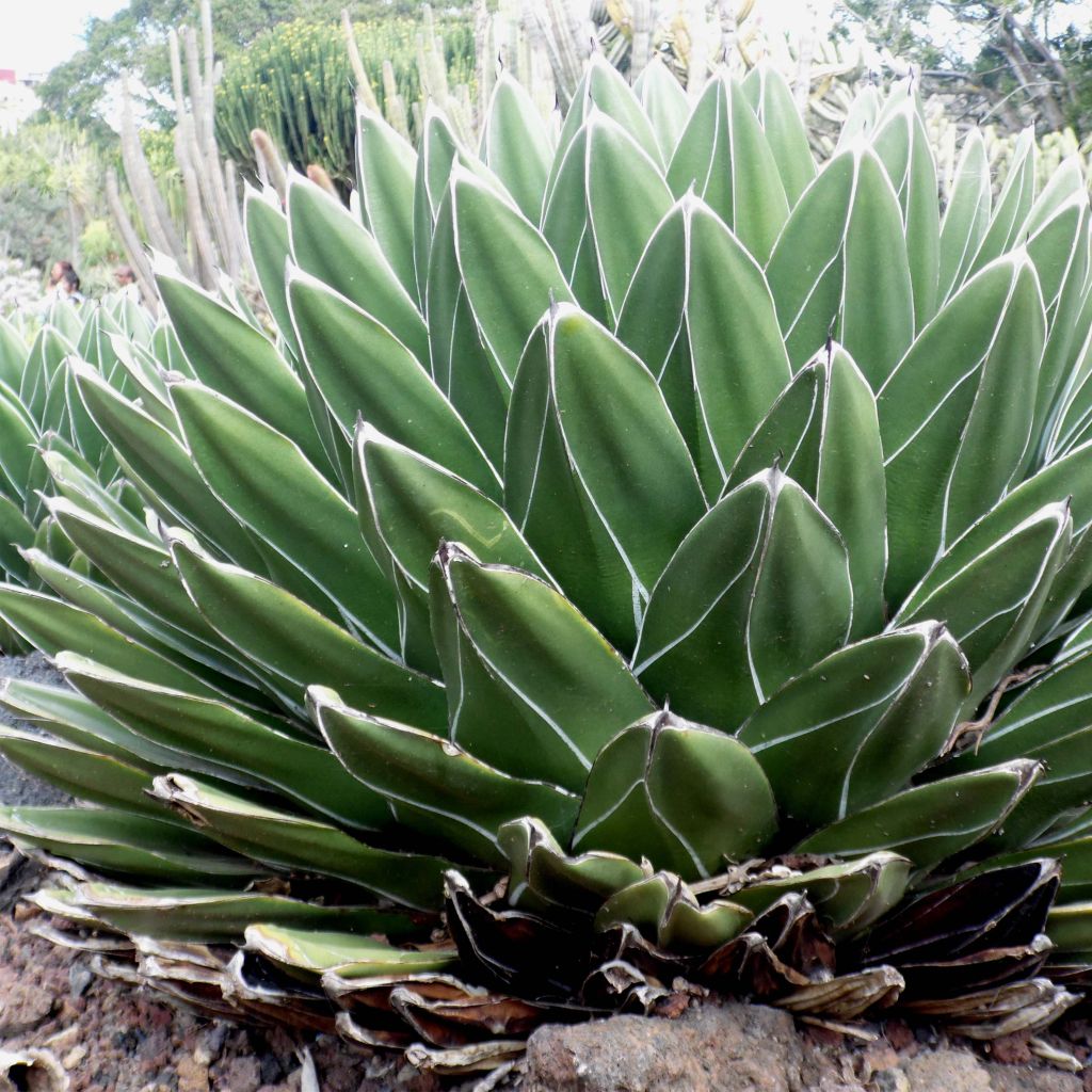 Agave victoriae reginae - Queen Victorias Agave