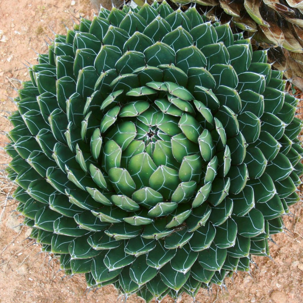 Agave victoriae reginae - Queen Victorias Agave