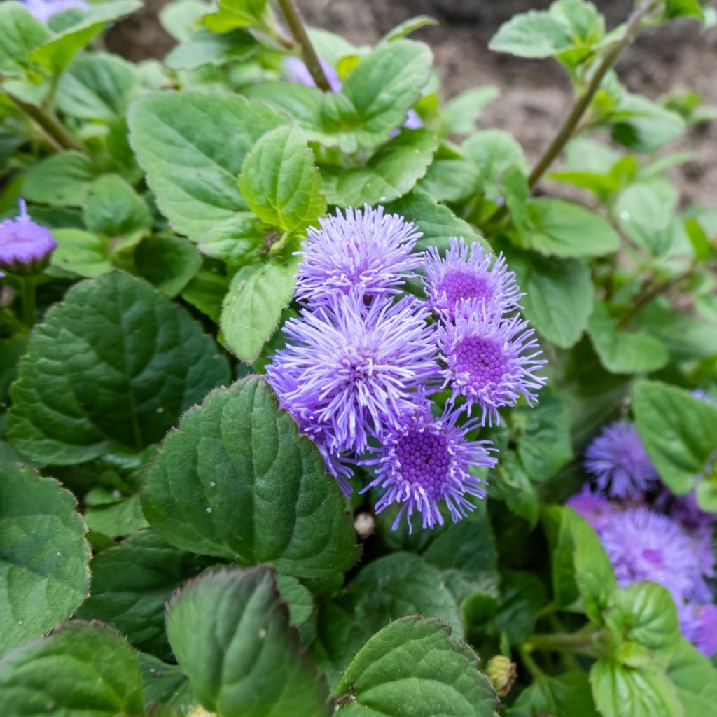 Ageratum houstonianum Aloha F1 Blue seeds - Blue Mink