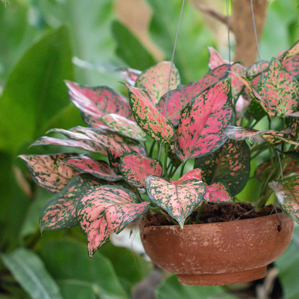 Aglaonema  'Beauty' - Aglaonème Beauty