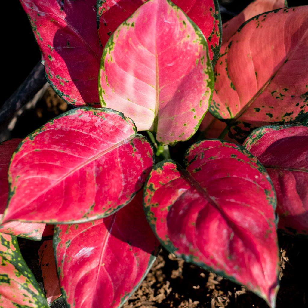 Aglaonema Rich Red - Chinese evergreen