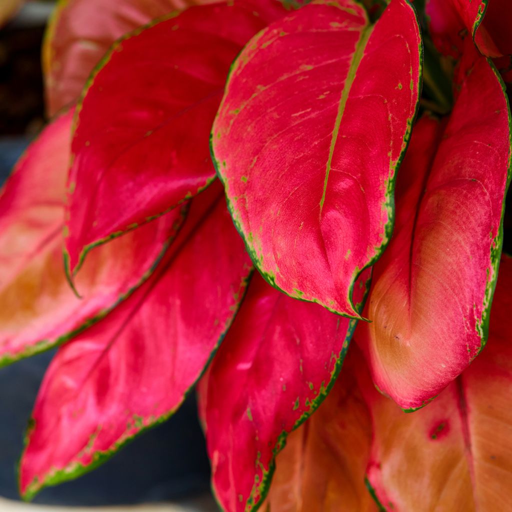 Aglaonema Rich Red - Chinese evergreen