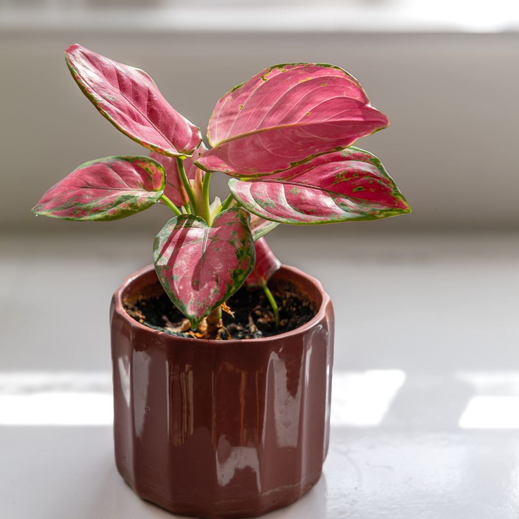 Aglaonema Rich Red - Chinese evergreen