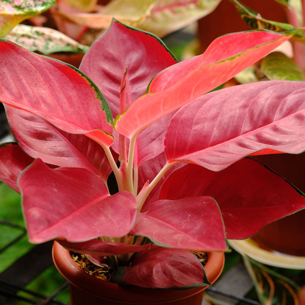 Aglaonema Rich Red - Chinese evergreen