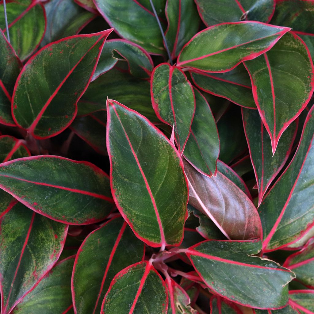 Aglaonema commutatum Siam Aurora - Chinese evergreen