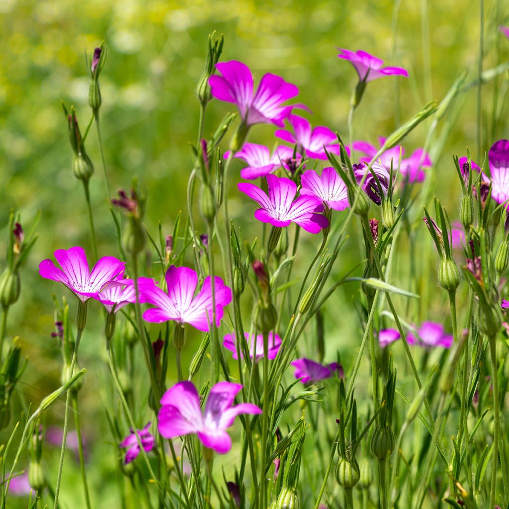 Corncockle organic seeds - Agrostemma githago