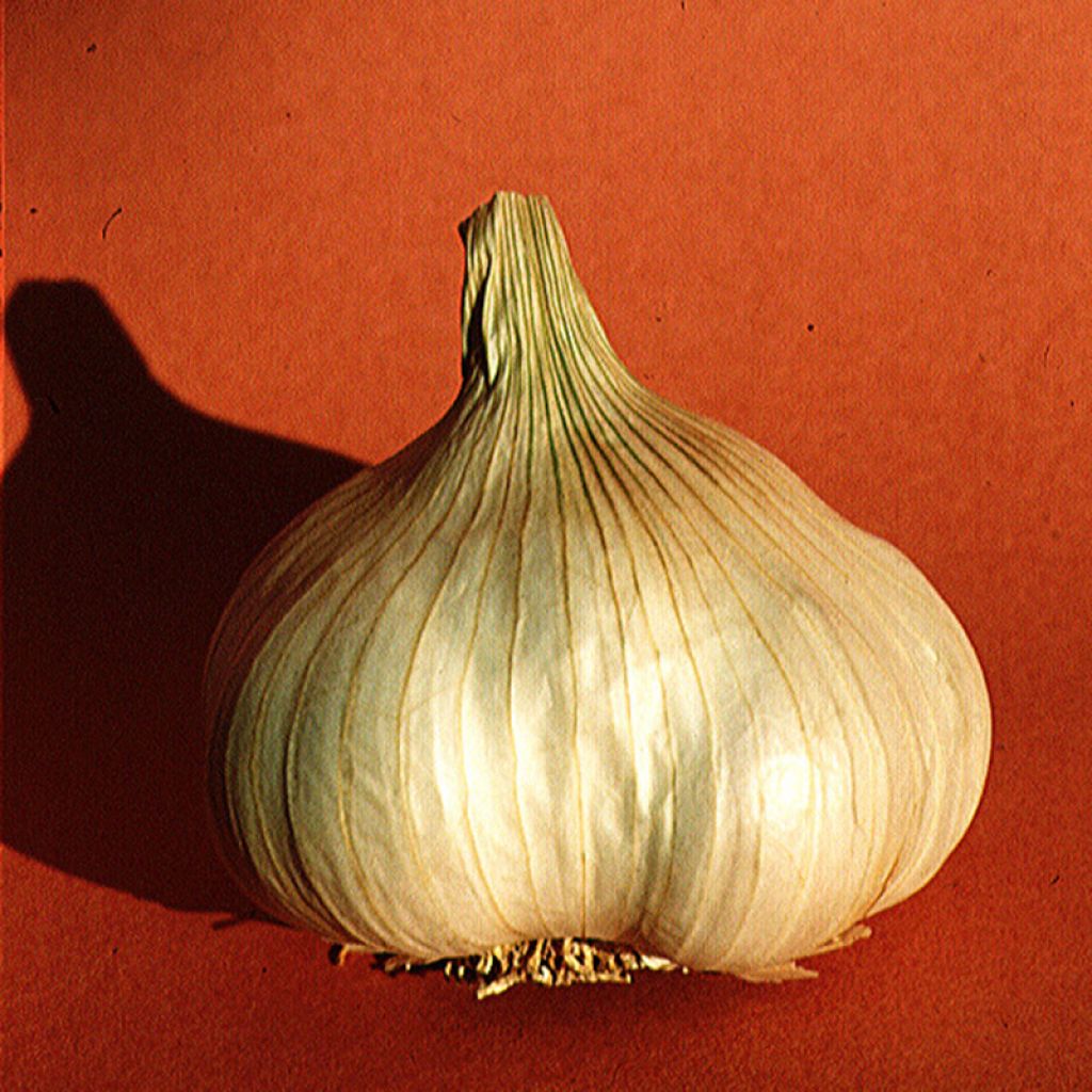 Spring Garlic - Allium sativum