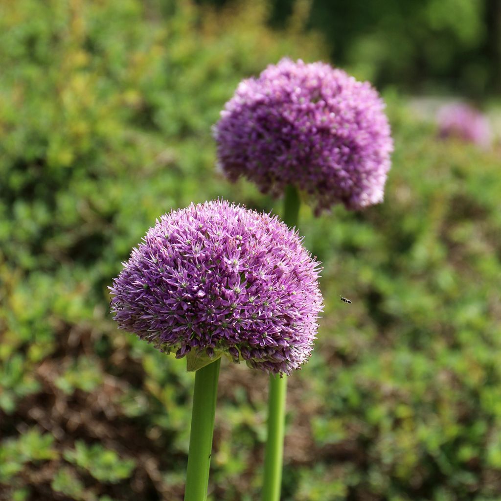 Allium Lucky Balloons