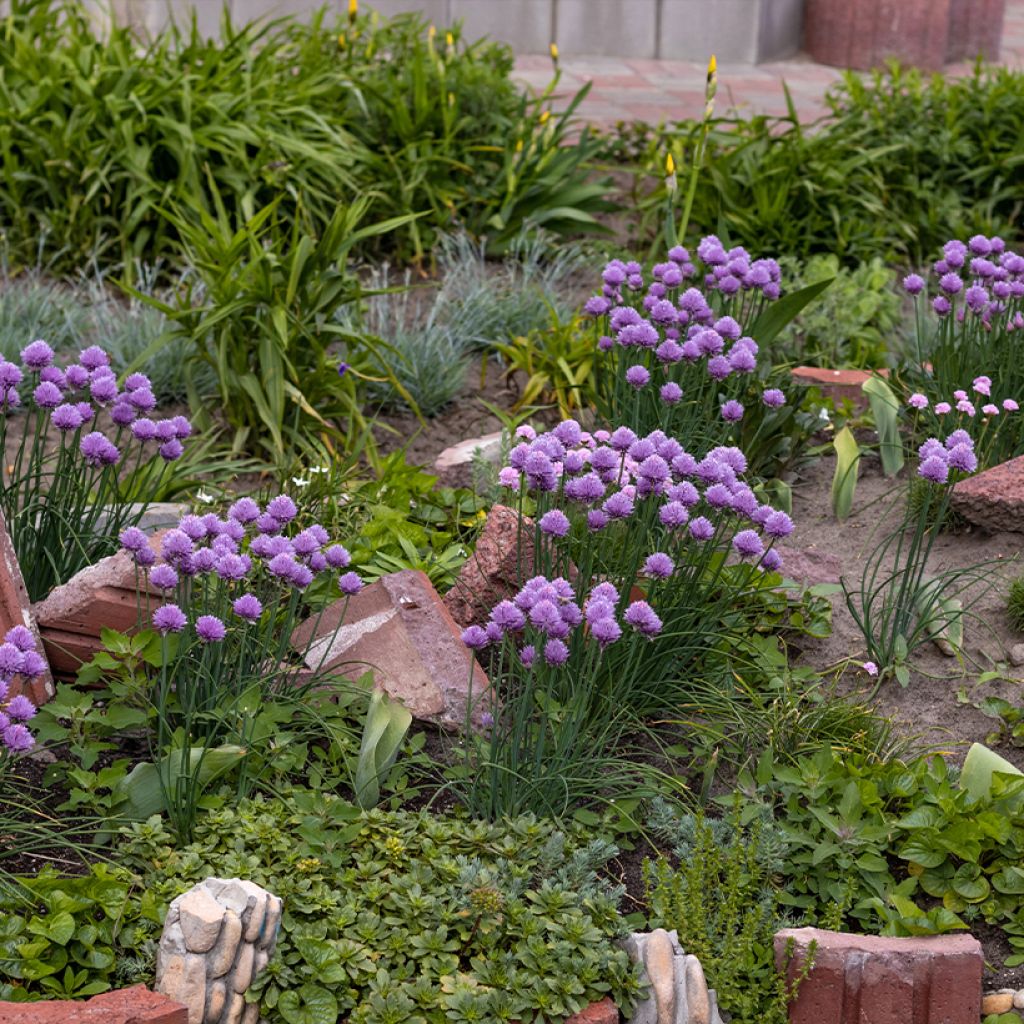 Allium cultorum Serendipity
