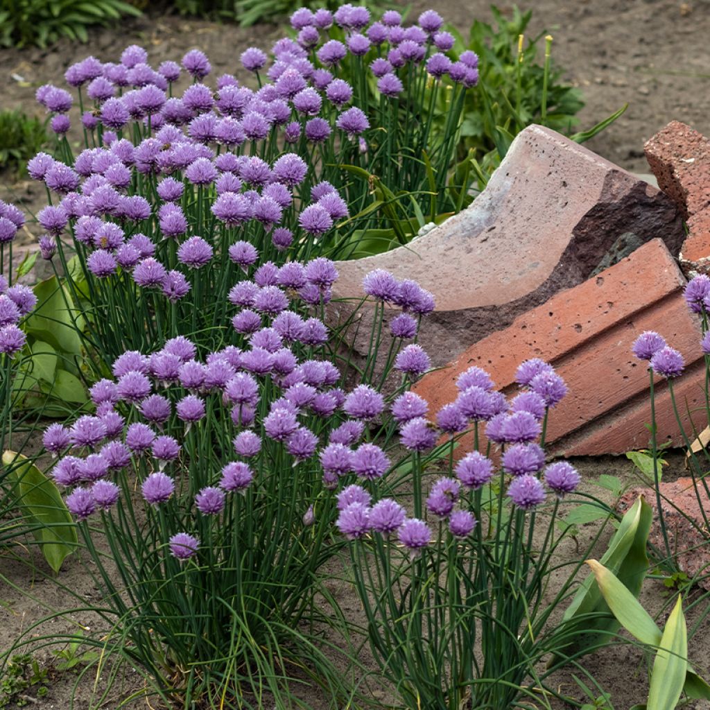 Allium cultorum Serendipity