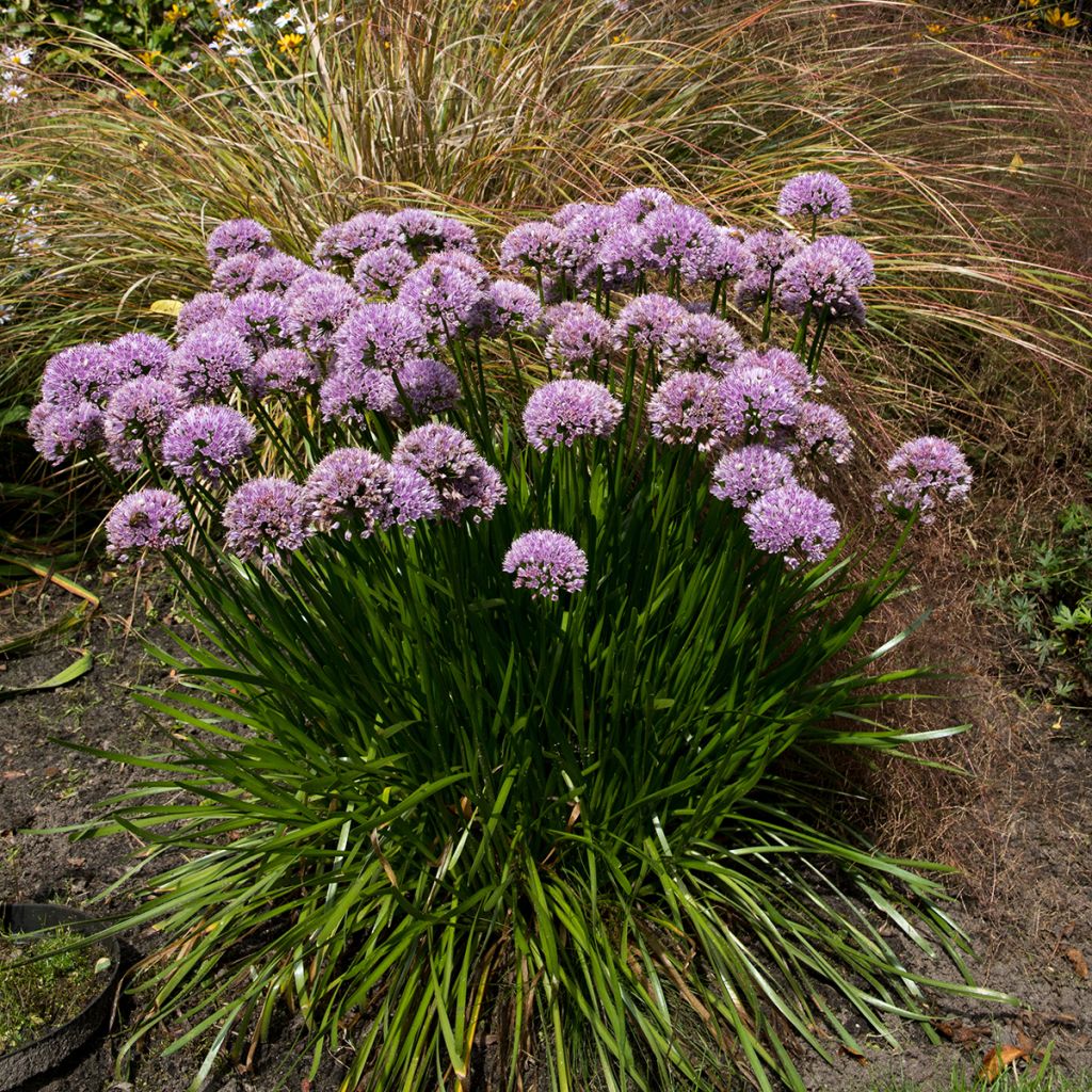 Allium senescens subsp. montanum Summer Beauty - Ail d'ornement Summer Beauty