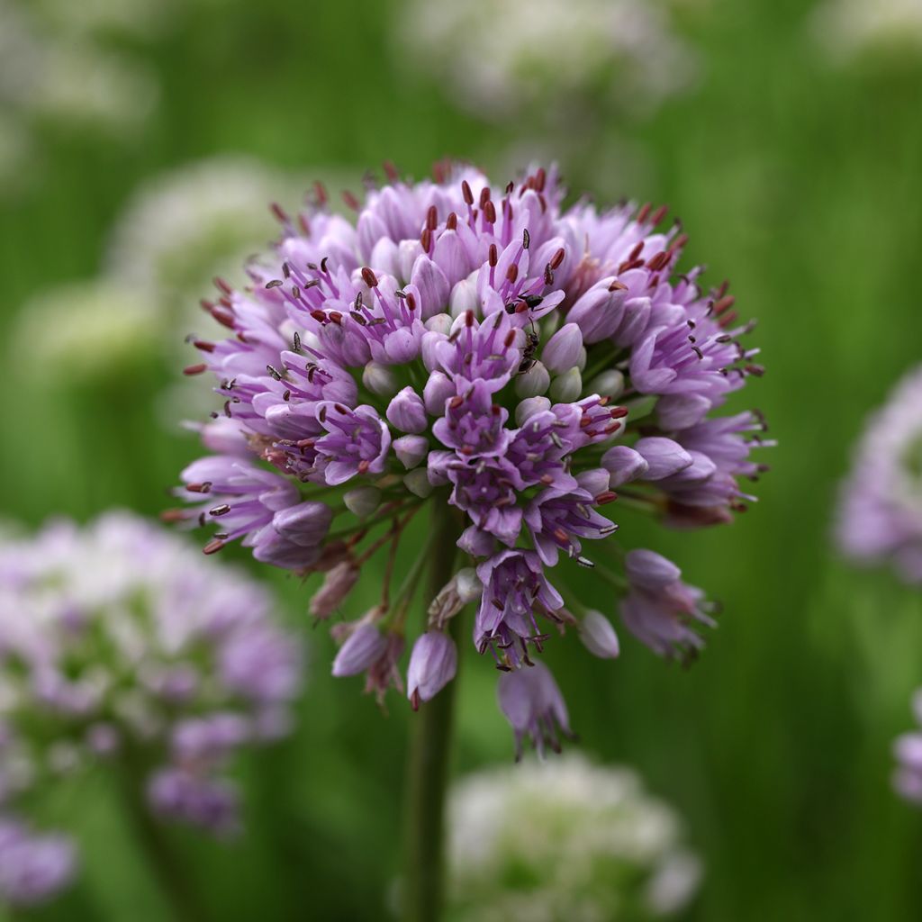 Allium senescens subsp. montanum Summer Beauty - Ail d'ornement Summer Beauty
