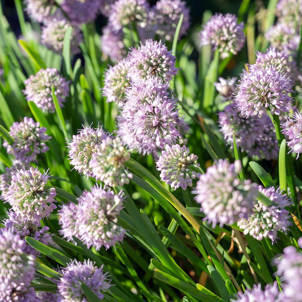 Allium senescens subsp. montanum Summer Beauty - Ail d'ornement Summer Beauty