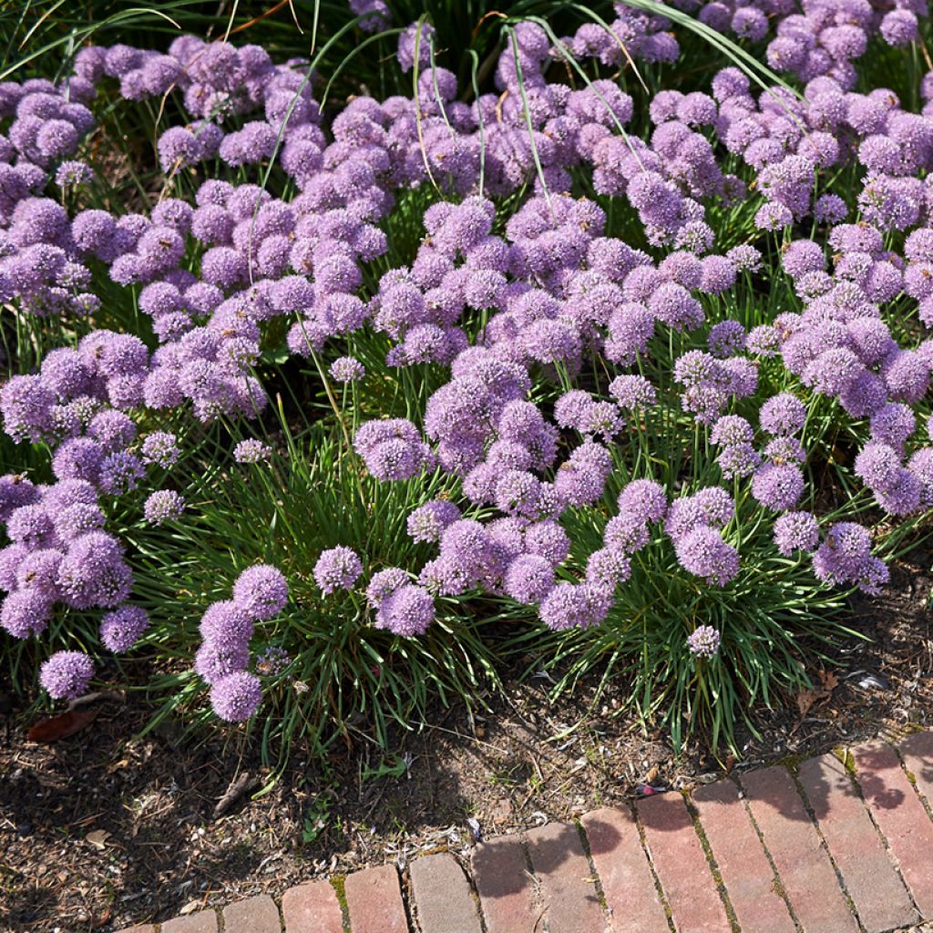 Allium senescens Avatar