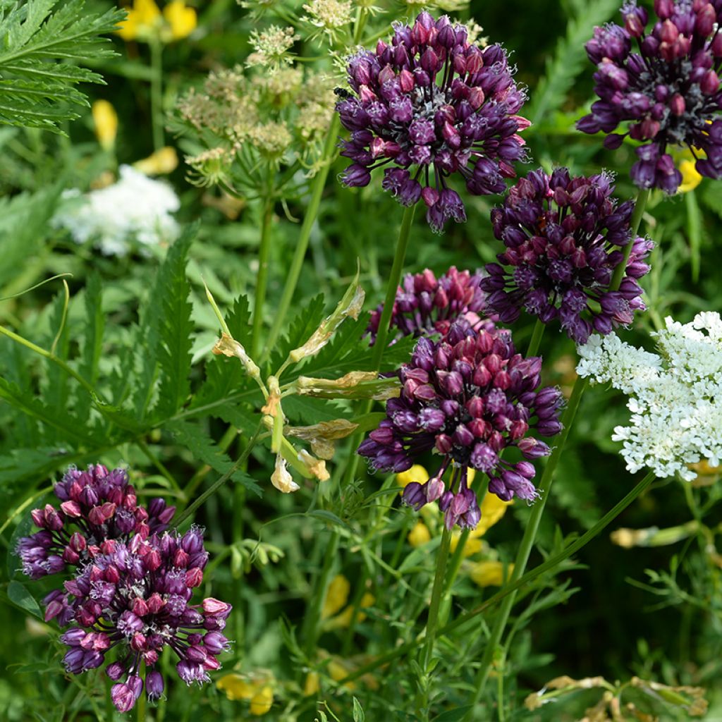 Rocambole Garlic - Allium scorodoprasum
