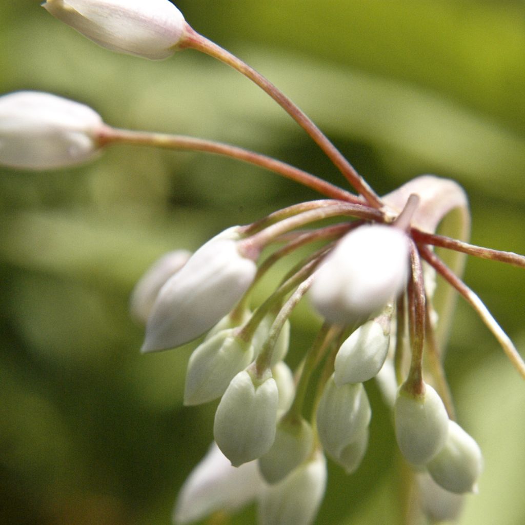 Allium cernuum White Dwarf