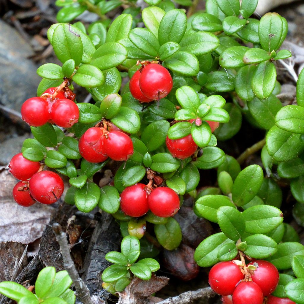 Vaccinium vitis-idaea Red Pearl - Bilberry
