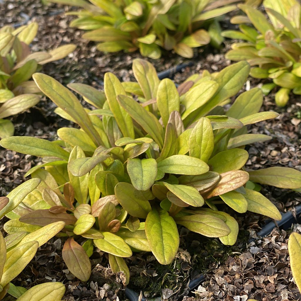 Ajuga reptans Feathered Friends Fancy Finch