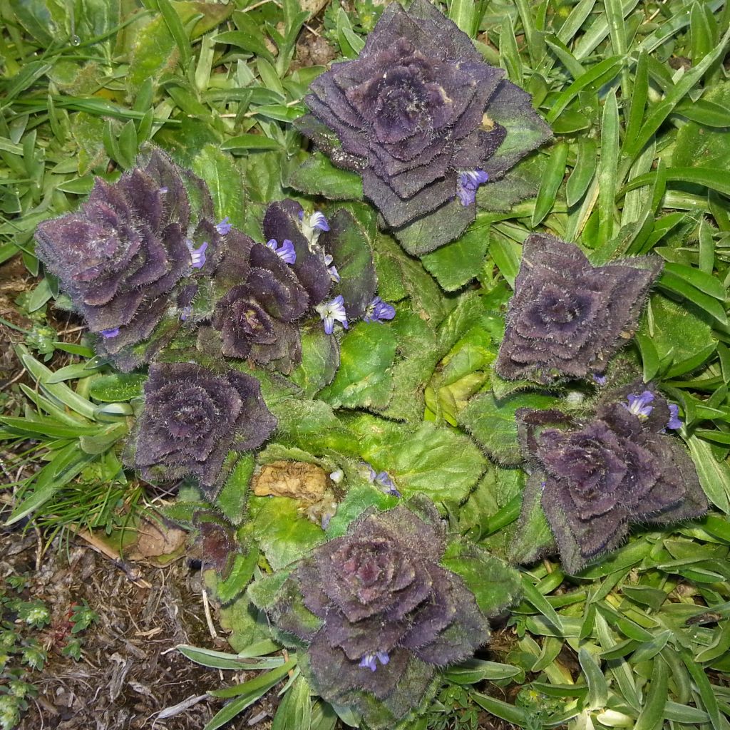Ajuga pyramidalis - Pyramidal bugle