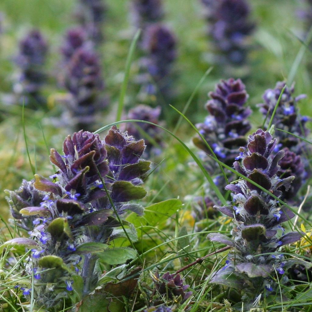 Ajuga pyramidalis - Pyramidal bugle