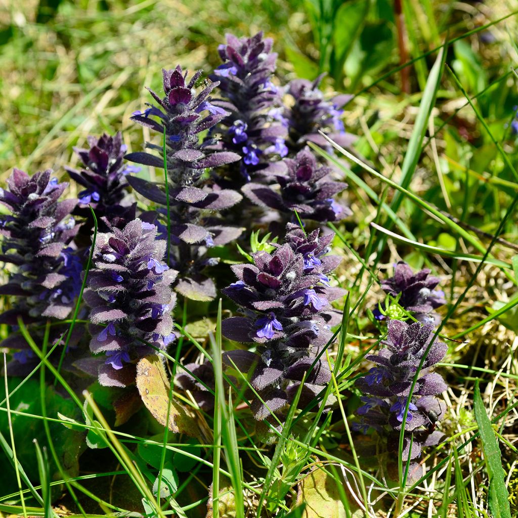 Ajuga pyramidalis - Pyramidal bugle
